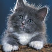 Grey Kitten