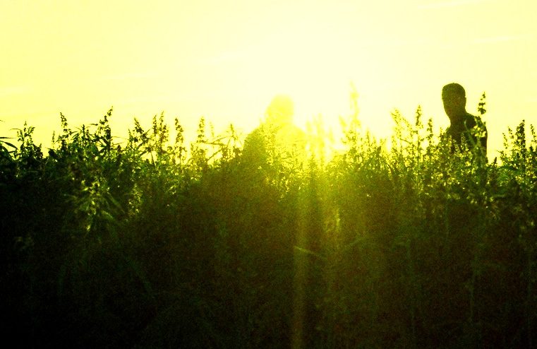 A field of tall hemp plants backlit by golden sunlight, a lone figure at the far edge