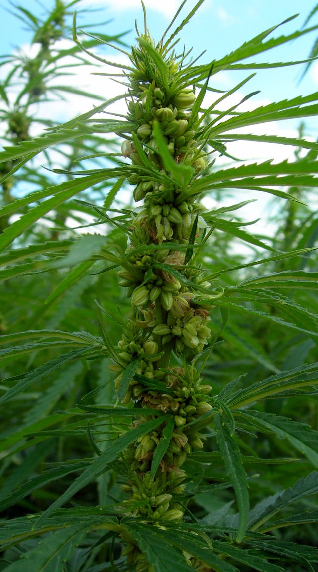 Close view of a green hemp plant's flowering top against a blue sky